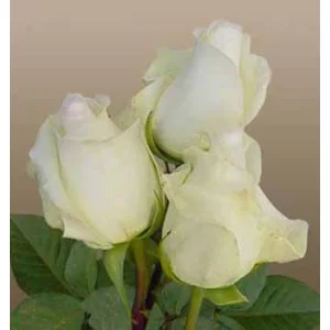 Роза "Анастасия"(Anastacia)